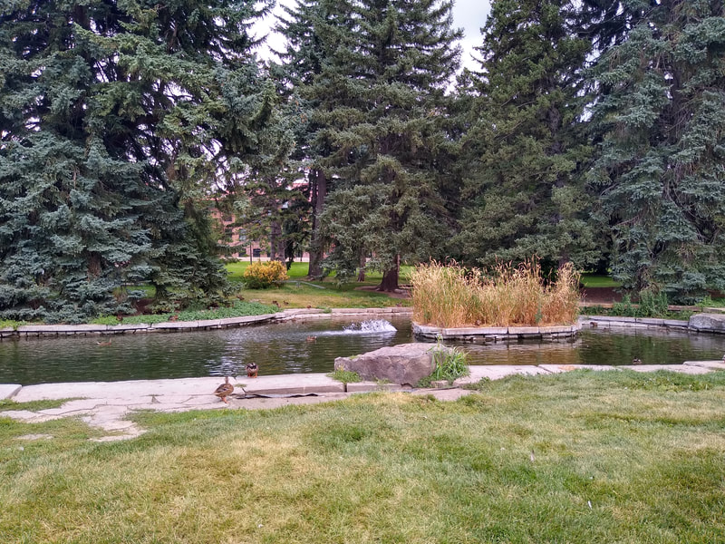 Montana State, Montana State University, Bozeman, Duck Pond