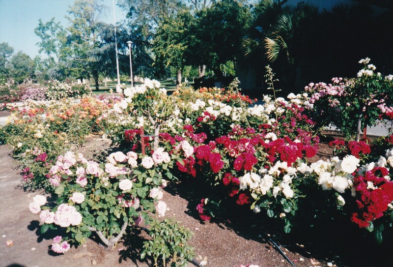 Rose Garden, California State University Fresno, Fresno State